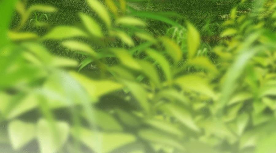 柠檬树之森 第7话 第45页